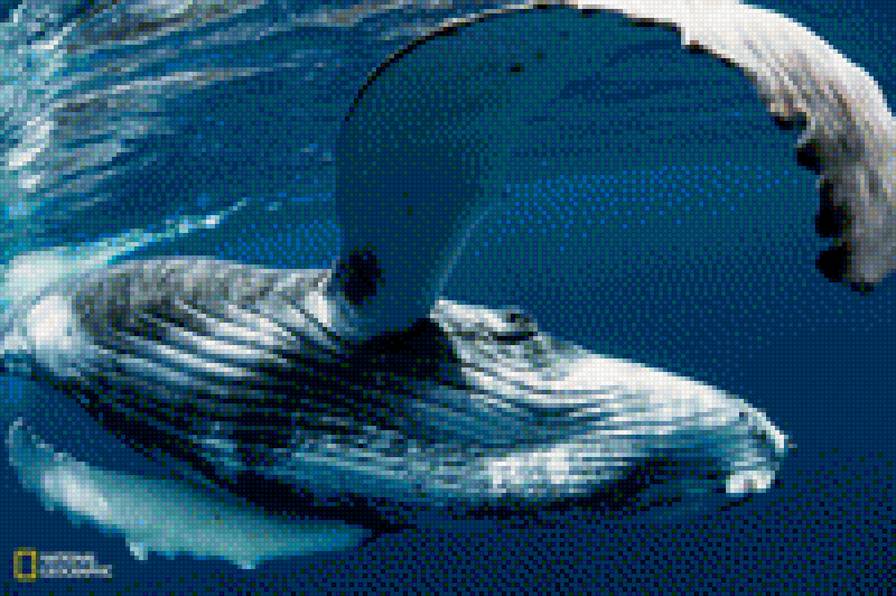 кит - вода, кит, океан, рыба, природа, животные - предпросмотр