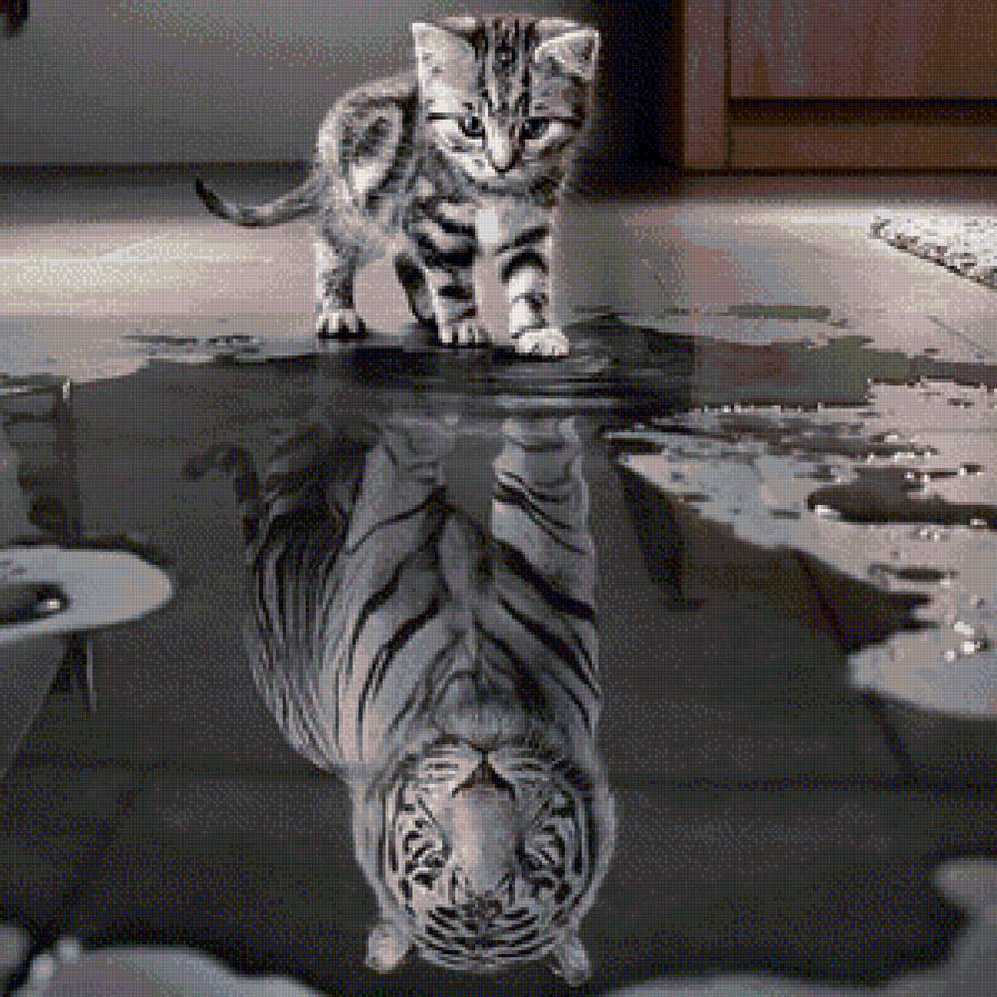 отражение котенка - тигр, котенок, отражение - предпросмотр