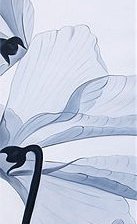 Оригинал схемы вышивки «белые цветы3» (№1119316)