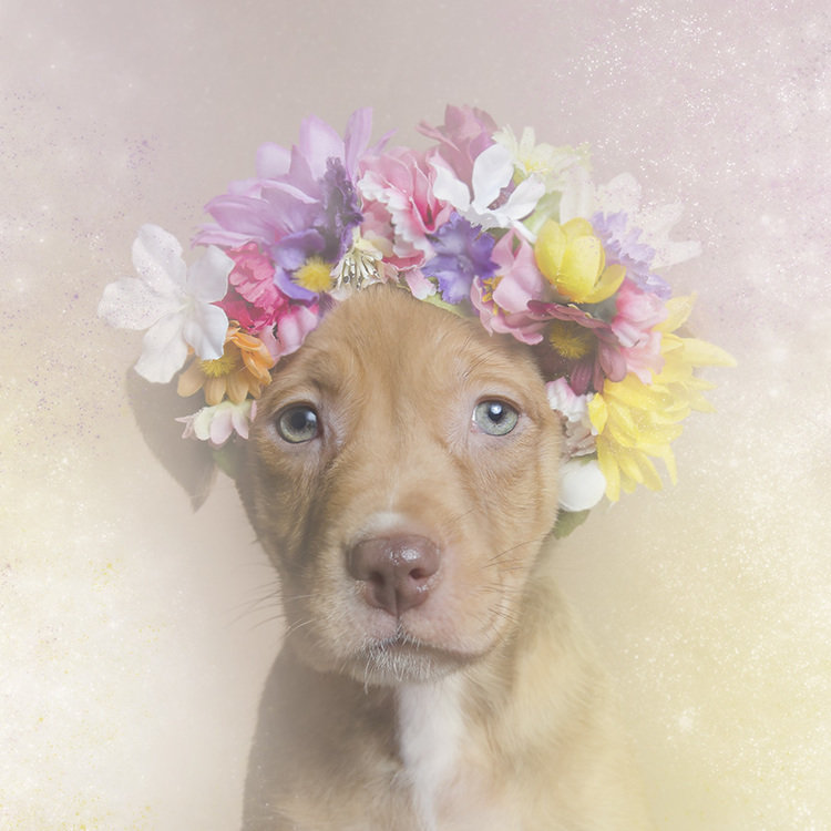 собака - цветы, собака, животные - оригинал