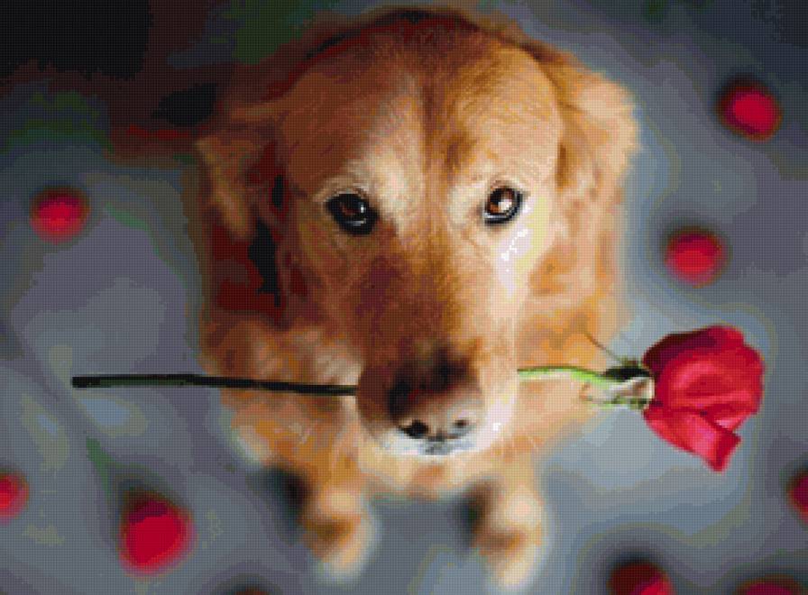 собака с розой - животные, собака, цветы, роза - предпросмотр
