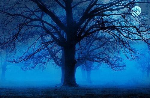 Синий лес - синий лес, лес, дерево - оригинал