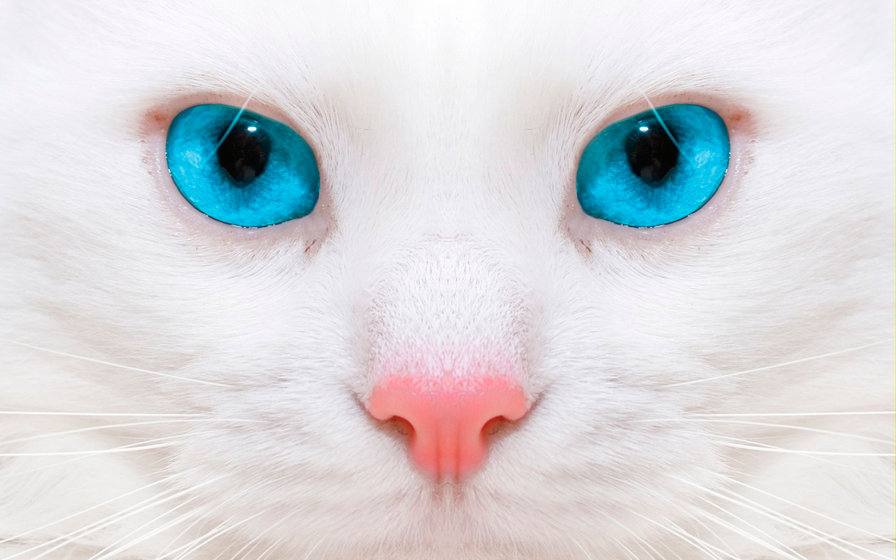 кошка - кошка, голубые глаза, животные, белая кошка - оригинал