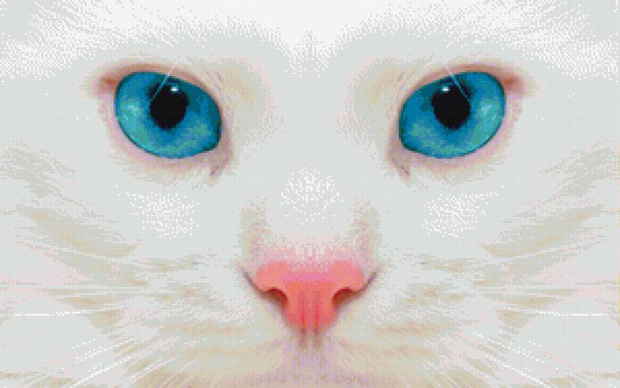 кошка - голубые глаза, кошка, животные, белая кошка - предпросмотр