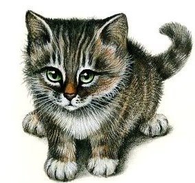 Котик - котенок, кот, животные, кошка - оригинал