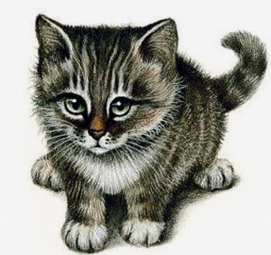Котик - котенок, кошка, животные, кот - предпросмотр