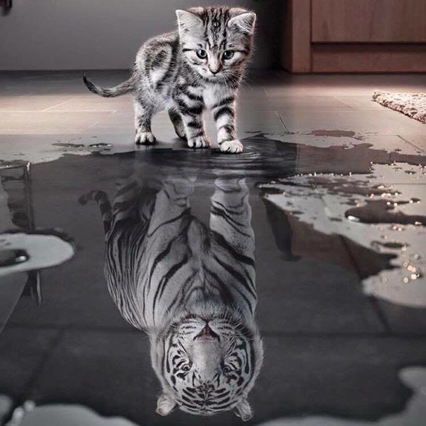 отражение - отражение, котенок, тигр - оригинал