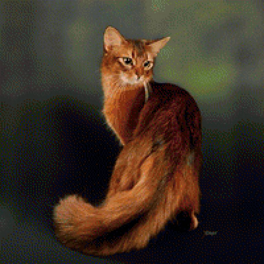 сомалийская кошка - кошка - предпросмотр