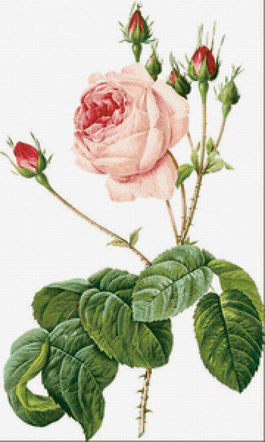 Винтажная роза на белом фоне 3 - пьер-жозеф редуте, роза, цветок, винтаж, розовая роза, ретро - предпросмотр