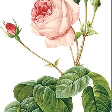 Оригинал схемы вышивки «Винтажная роза на белом фоне 3» (№1121876)