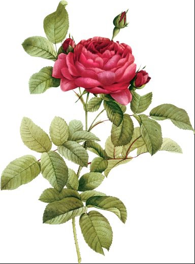 Винтажная роза на белом фоне 2 - ретро, винтаж, роза, красная роза, пьер-жозеф редуте, цветок - оригинал