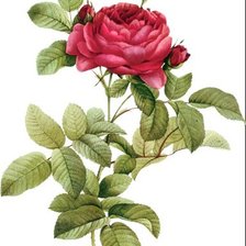 Оригинал схемы вышивки «Винтажная роза на белом фоне 2» (№1121878)