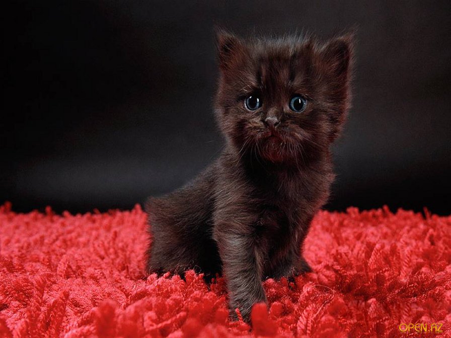 Котёнок - котенок, черное, красное - оригинал