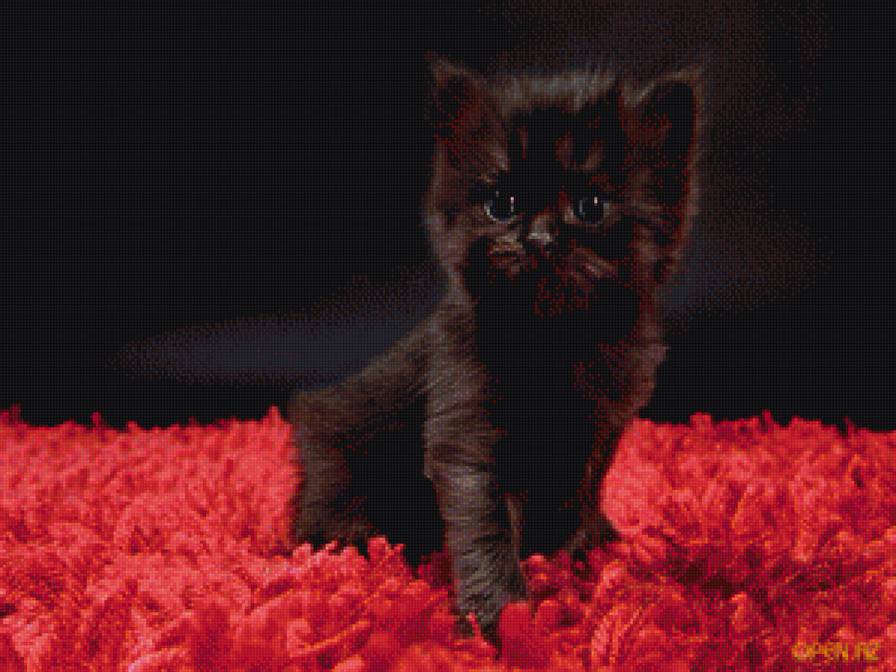 Котёнок - котенок, красное, черное - предпросмотр