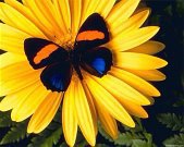 Бабочка - лето, бабочка, цветок - оригинал