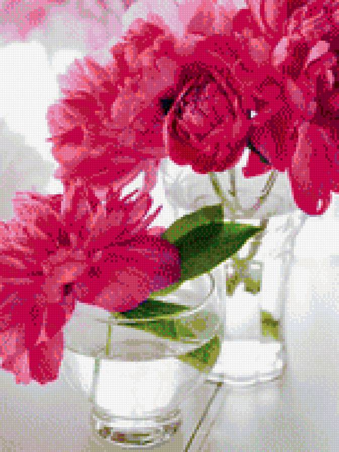 пионы1 - розовые, пионы, цветы - предпросмотр