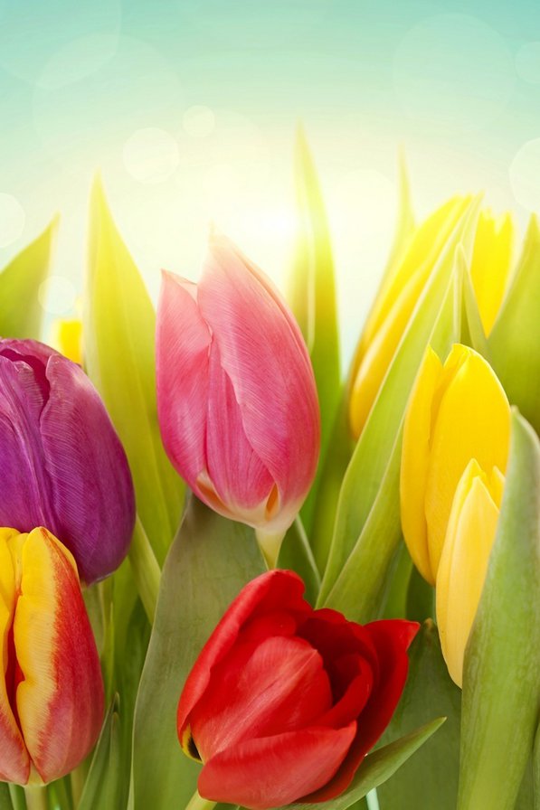 тюльпаны - цветы, разноцветные, тюльпаны - оригинал