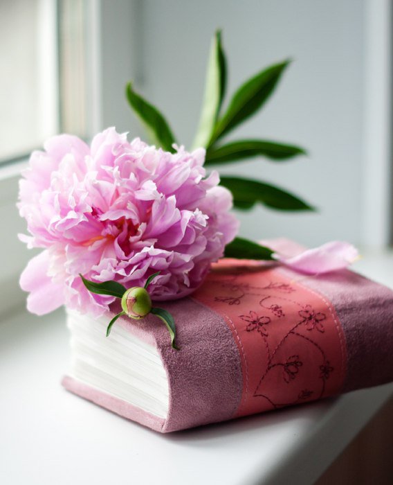 цветок и книга - нежность, розовые, нежные, окно, на окне, пионы, книга - оригинал