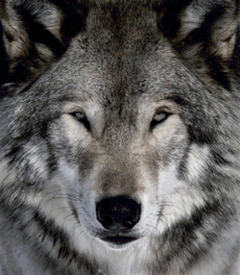 Глаза в глаза - одиночка, животные, волк - предпросмотр