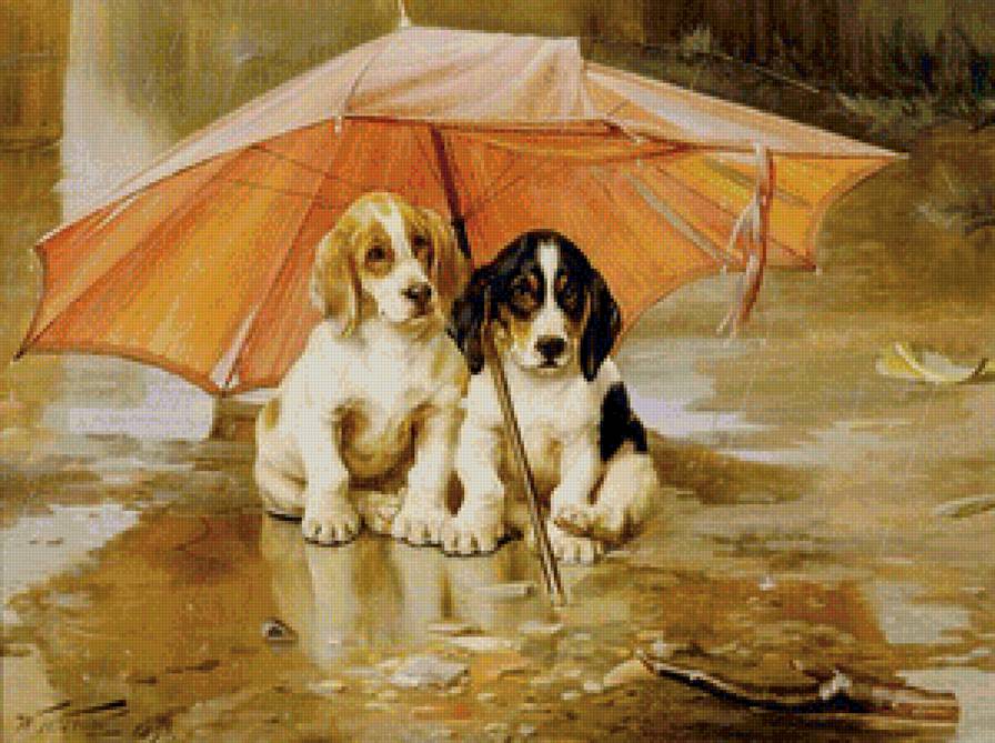 лапули - щенки, животные, под дождем, собаки - предпросмотр