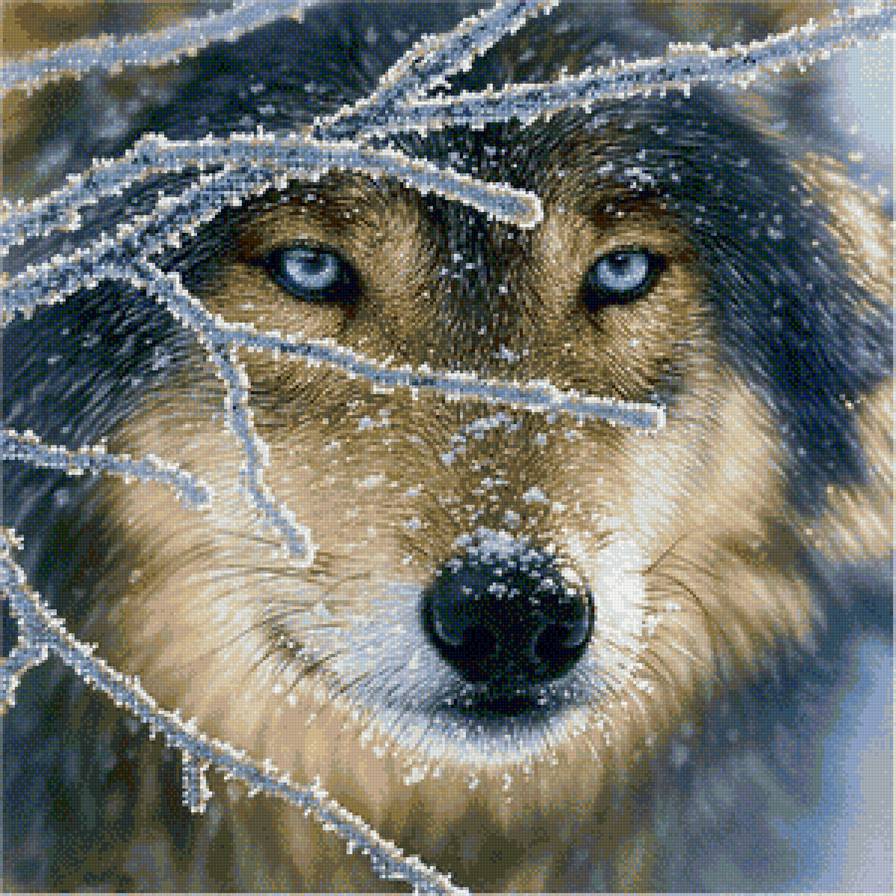 Волк - зима, лес, взгляд, хищник, иней - предпросмотр