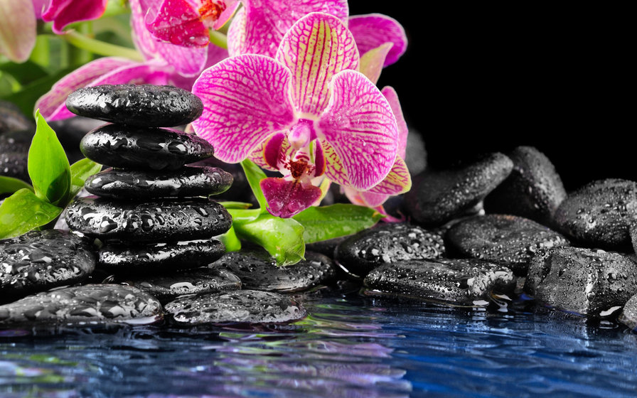 орхидея и камни - орхидея, цветы, картина - оригинал