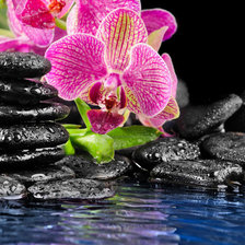 орхидея и камни