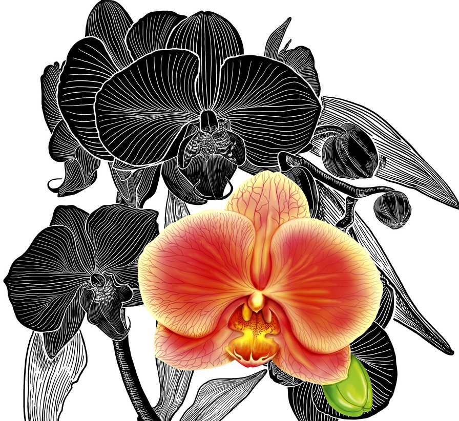 Орхидея - букет, цветок, цветы - оригинал