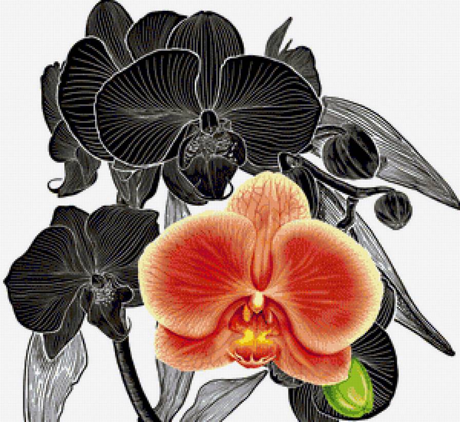 Орхидея - цветок, цветы, букет - предпросмотр