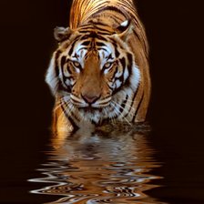 Тигр для сына