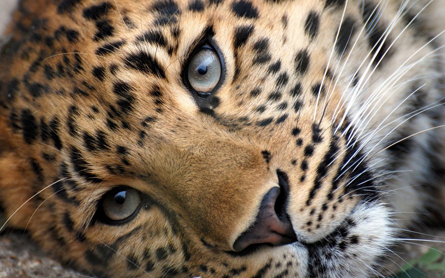 Леопард - кошки, взгляд, животные, леопард - оригинал