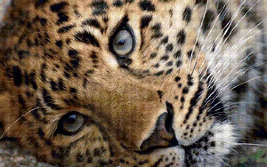 Леопард - взгляд, леопард, кошки, животные - предпросмотр