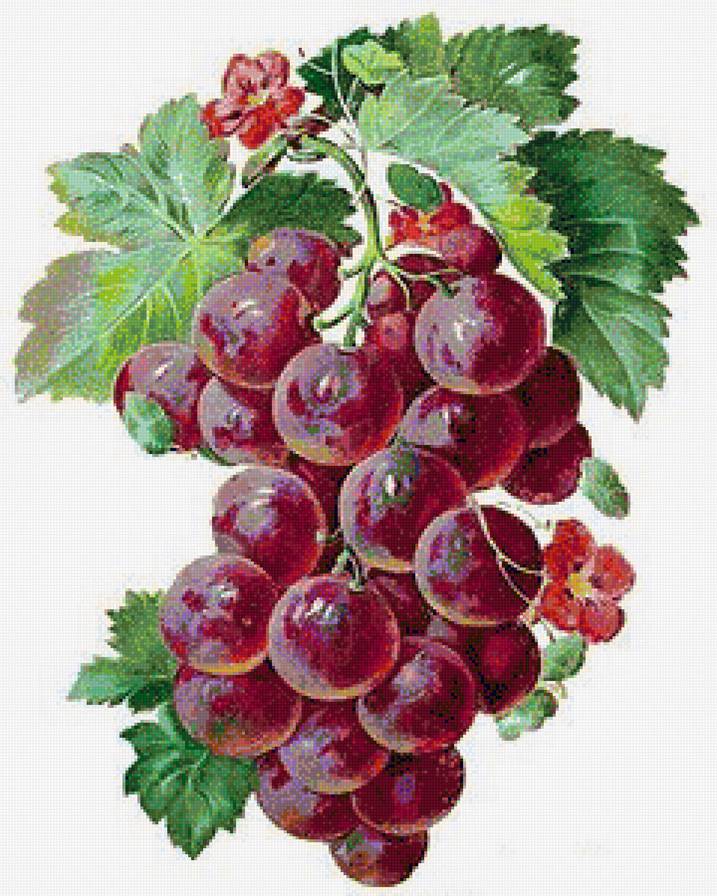Гроздь винограда 2 - виноград, панель, ягоды, для кухни - предпросмотр
