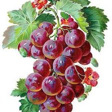 Гроздь винограда 2