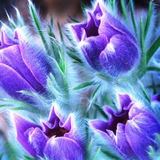 Схема вышивки «Фиолетовые цветы»