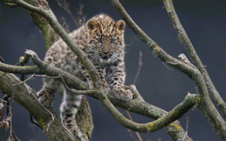 Амурский леопард - хищник, леопард, кошка - предпросмотр