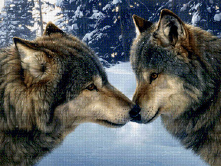 волки - волки, верность, любовь - предпросмотр