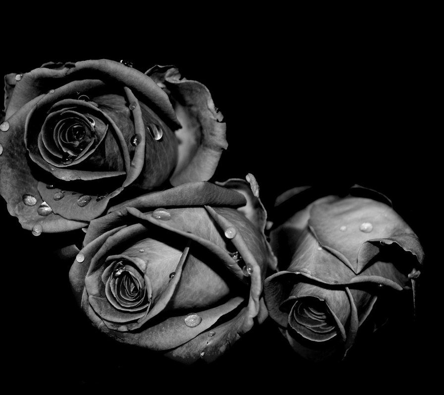 Розы - чб, розы, цветы - оригинал