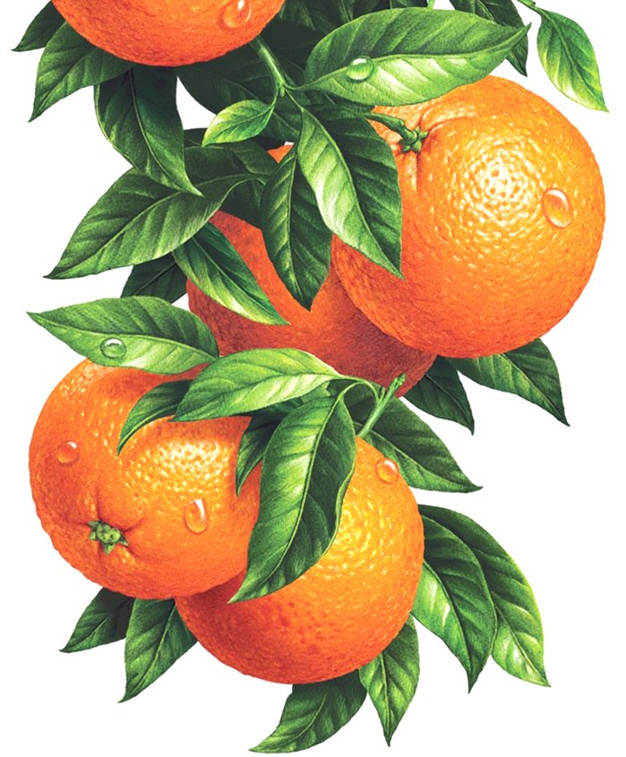 Апельсины - цитрус, на кухню, апельсин - оригинал