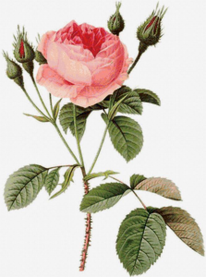 Винтажная роза на белом фоне 1 - винтаж, роза, цветок, розовые розы, ретро, пьер-жозеф редуте - предпросмотр