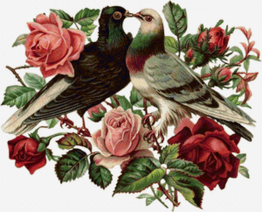 Сладкая парочка - цветы, розы, сладкая парочка, любовь, голуби, птицы - предпросмотр