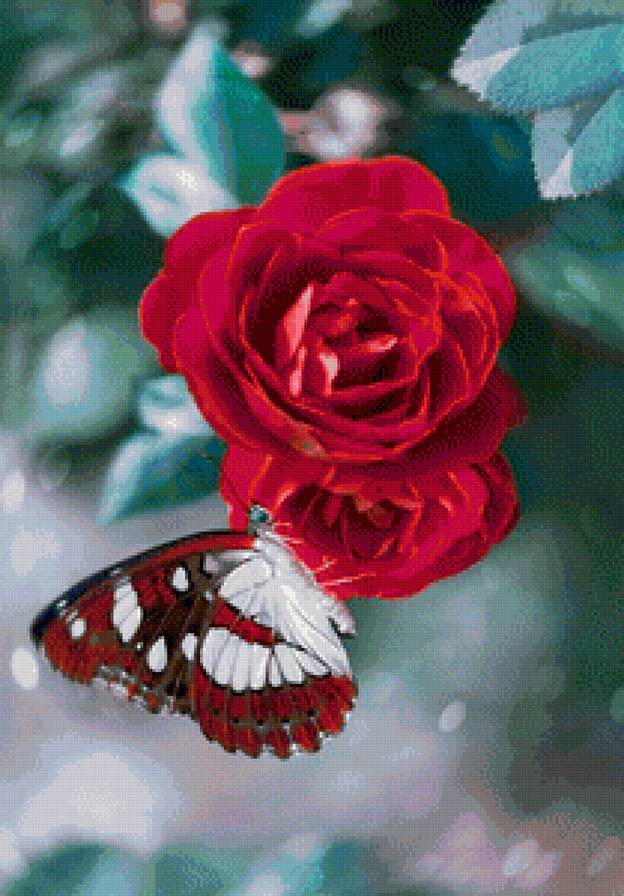 Бабочка и Роза - бабочка, цветы, розы - предпросмотр