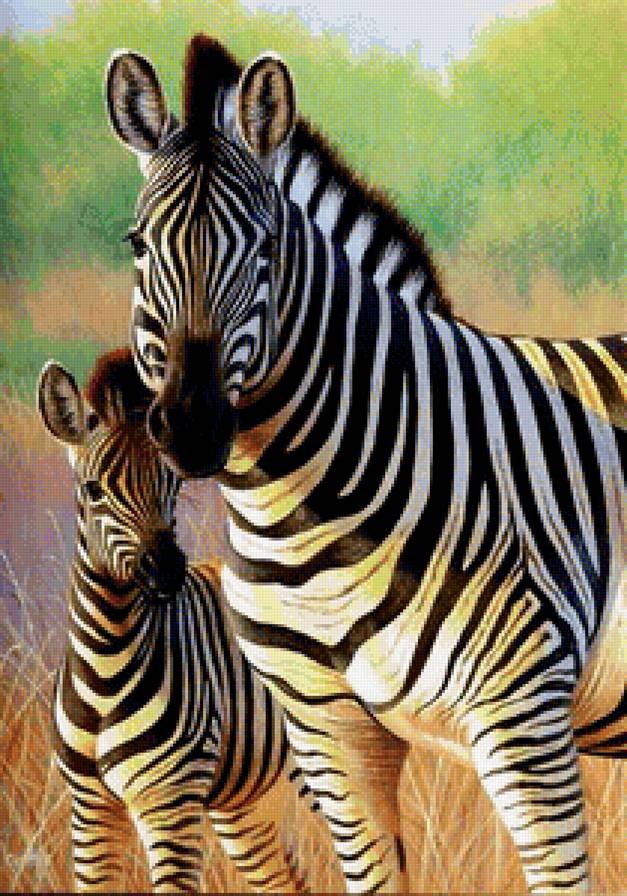 Мама и малыш - мама, животные, зебра - предпросмотр
