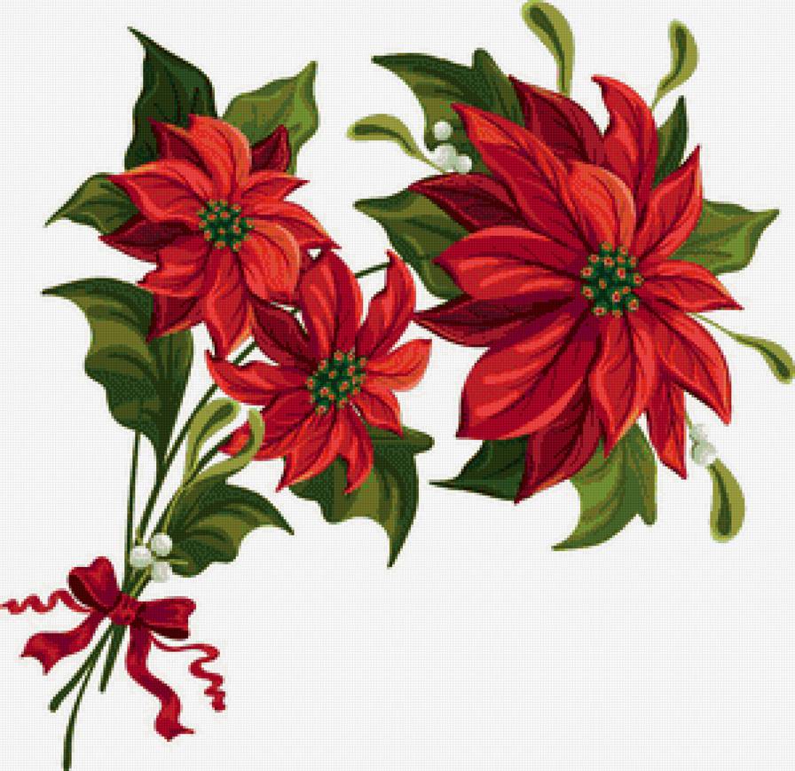 Пуансеттия - пуансеттия, цветок, рождество, цветы - предпросмотр