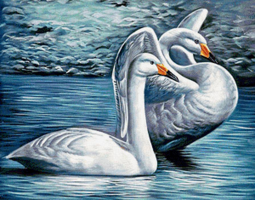 лебединое озеро - лебедь, белый лебедь, птицы, пара, лебеди - предпросмотр
