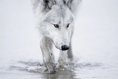 Белый волк - волк, животные - оригинал