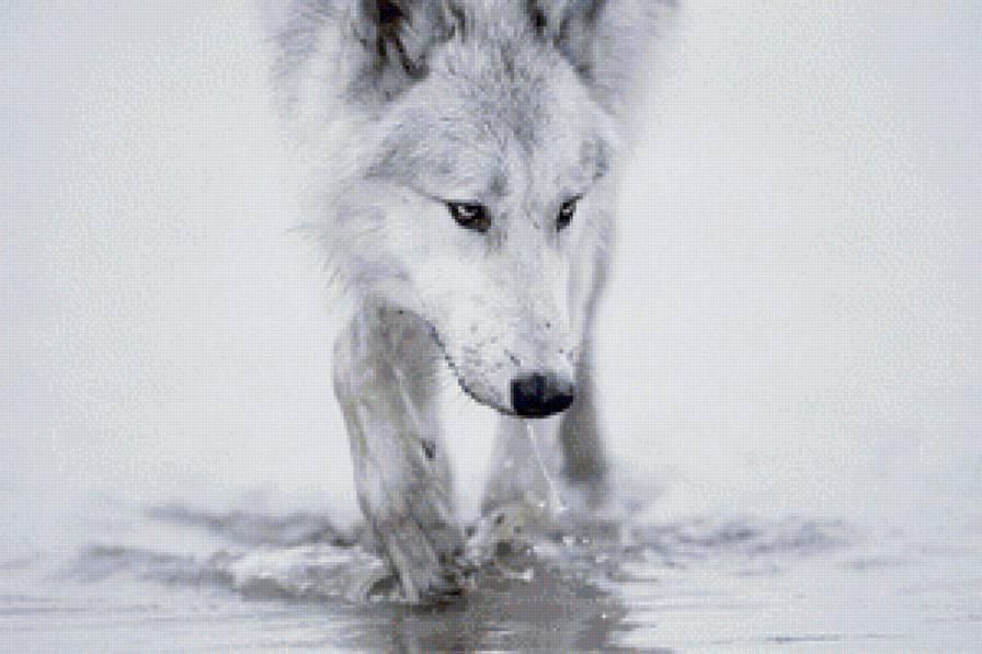 Белый волк - животные, волк - предпросмотр