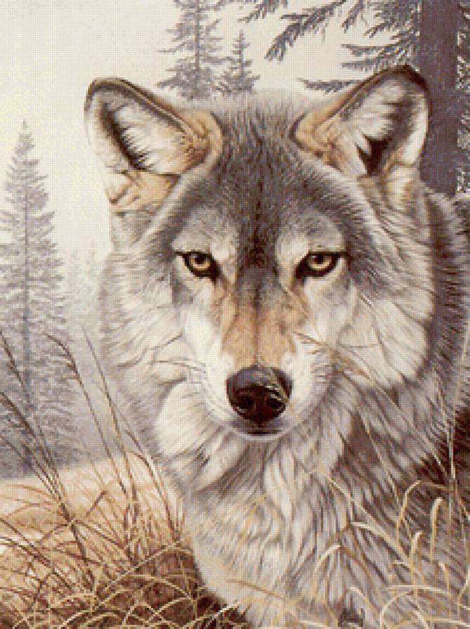 Волк - животные, волк, природа, лес - предпросмотр