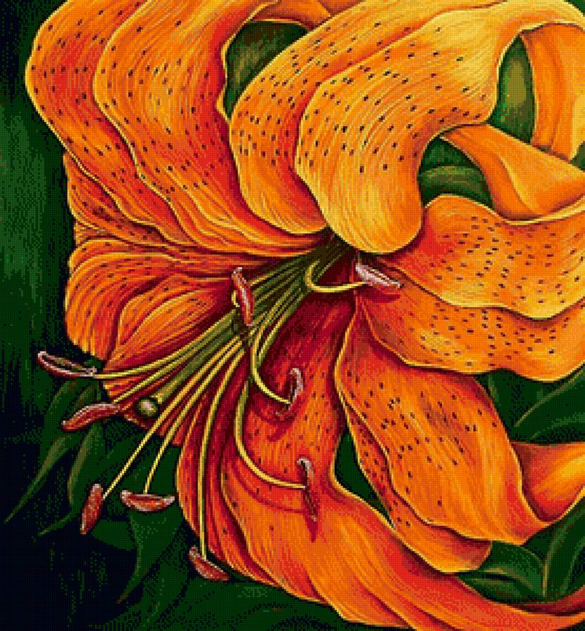 огненный цветок - оранжевые цветы, лилия, тигровая лилия - предпросмотр