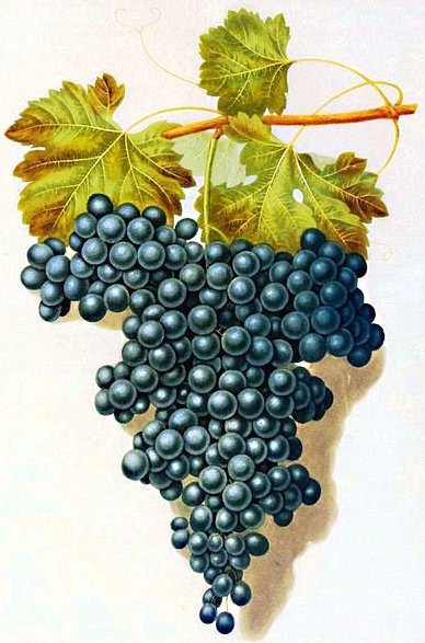 Виноград - на кухню, фрукты - оригинал